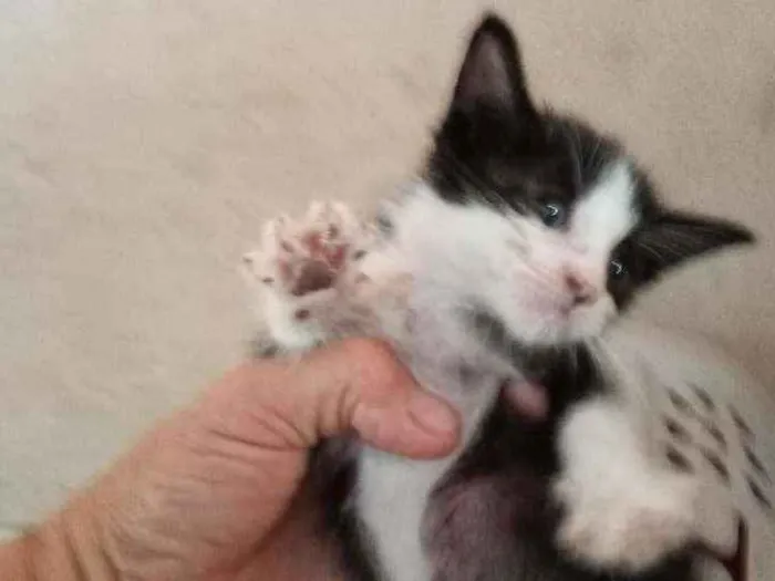 Gato ra a Srd idade Abaixo de 2 meses nome Gargamel