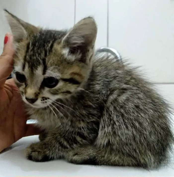 Gato raça SRD-ViraLata idade 2 a 6 meses nome Malu
