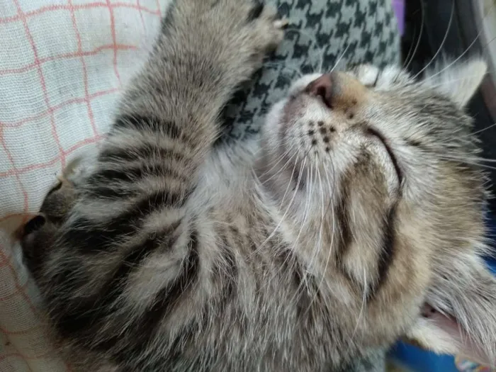 Gato raça SRD-ViraLata idade 2 a 6 meses nome Malu