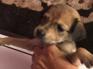 Cachorro raça Srd idade Abaixo de 2 meses nome IRMÃS 