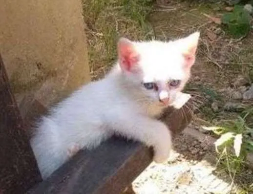 Gato raça SRD-ViraLata idade 2 a 6 meses nome Pérola