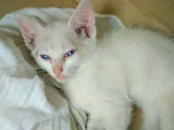 Gato raça SRD-ViraLata idade 2 a 6 meses nome Pérola