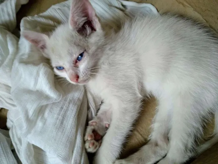 Gato raça SRD-ViraLata idade 2 a 6 meses nome Pérola