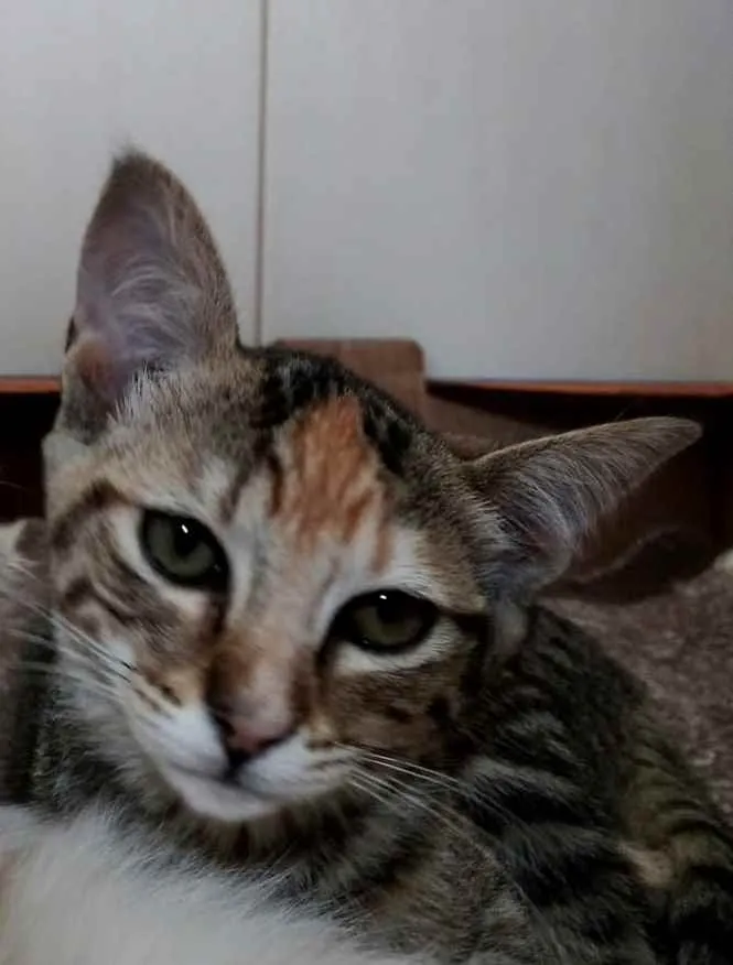 Gato ra a Std idade 2 a 6 meses nome Sophie e Marie bbs