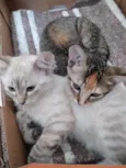 Sophie e Marie bbs