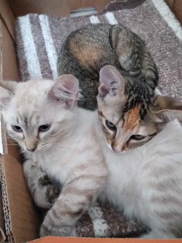 Gato ra a Std idade 2 a 6 meses nome Sophie e Marie bbs