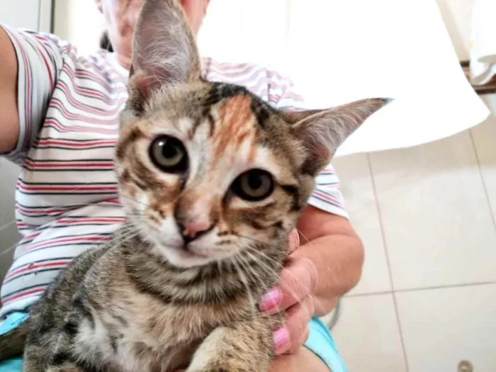 Gato ra a Std idade 2 a 6 meses nome Sophie e Marie bbs