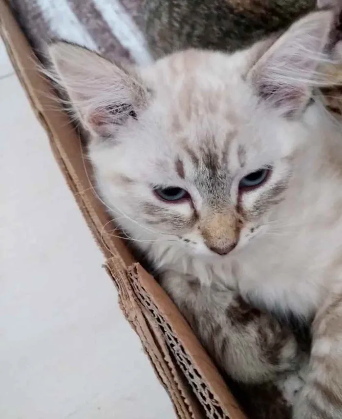 Gato ra a Std idade 2 a 6 meses nome Sophie e Marie bbs