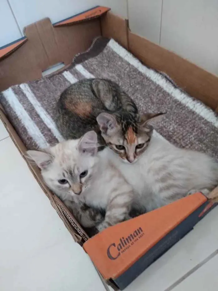Gato ra a Std idade 2 a 6 meses nome Sophie e Marie bbs