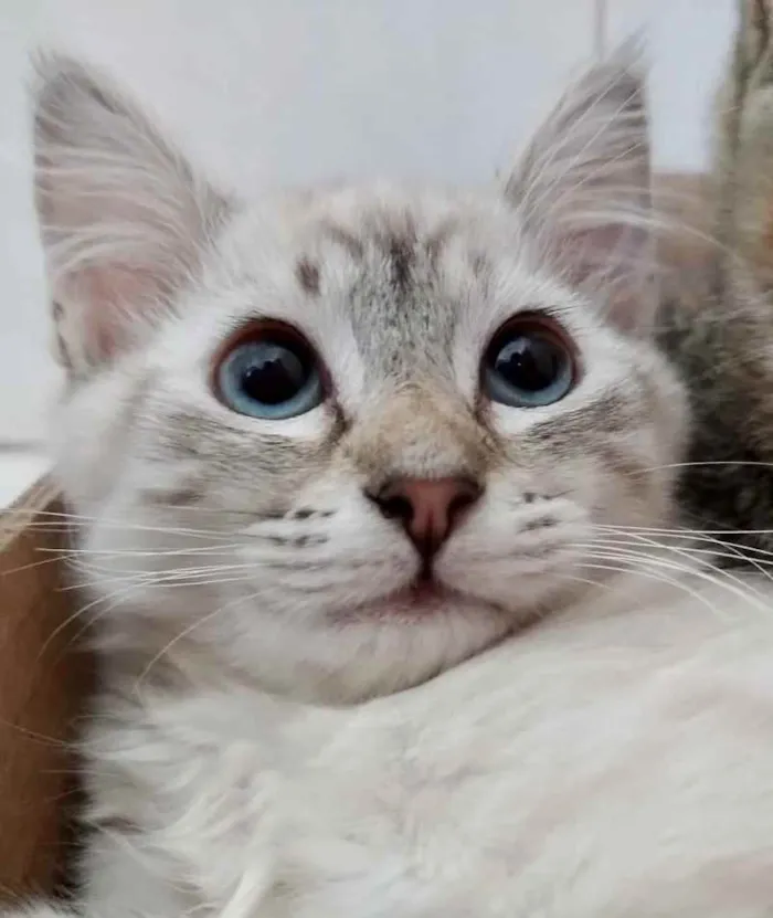 Gato ra a Std idade 2 a 6 meses nome Sophie e Marie bbs
