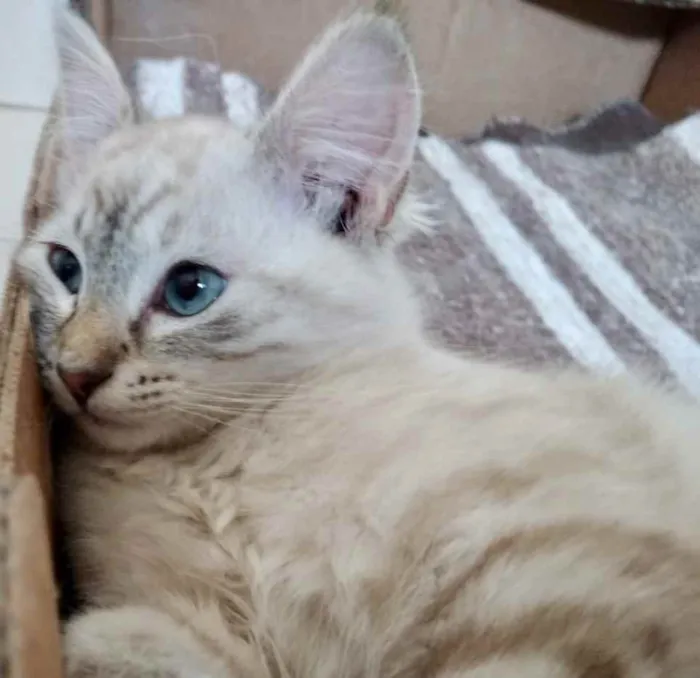 Gato ra a Std idade 2 a 6 meses nome Sophie e Marie bbs