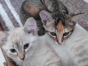 Gato raça Std idade 2 a 6 meses nome Sophie e Marie bbs 