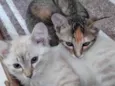 Sophie e Marie bbs