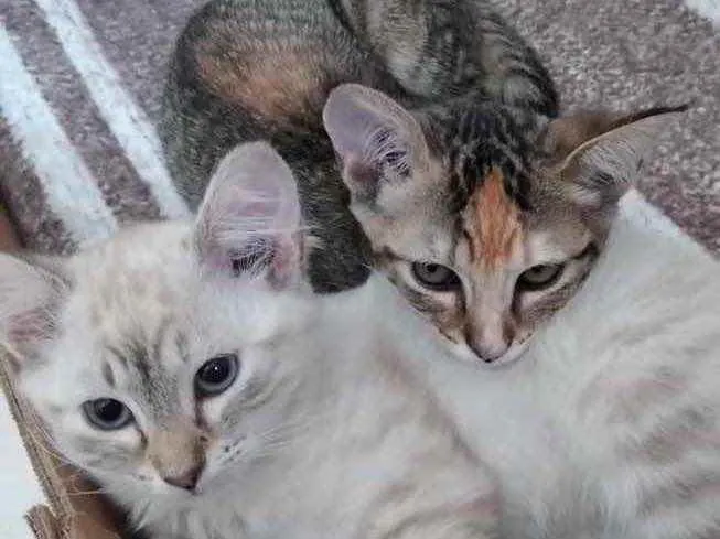 Gato ra a Std idade 2 a 6 meses nome Sophie e Marie bbs