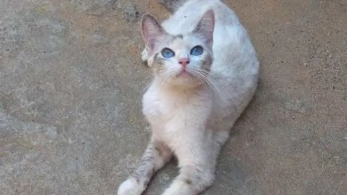 Gato raça SRD-ViraLata idade 7 a 11 meses nome Luna