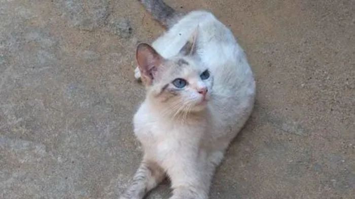 Gato raça SRD-ViraLata idade 7 a 11 meses nome Luna