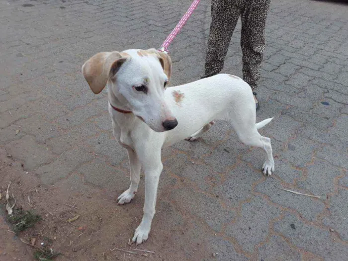 Cachorro ra a Sem raça definida... idade 1 ano nome Cristal