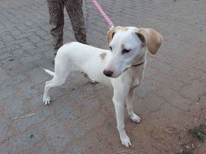 Cachorro ra a Sem raça definida... idade 1 ano nome Cristal