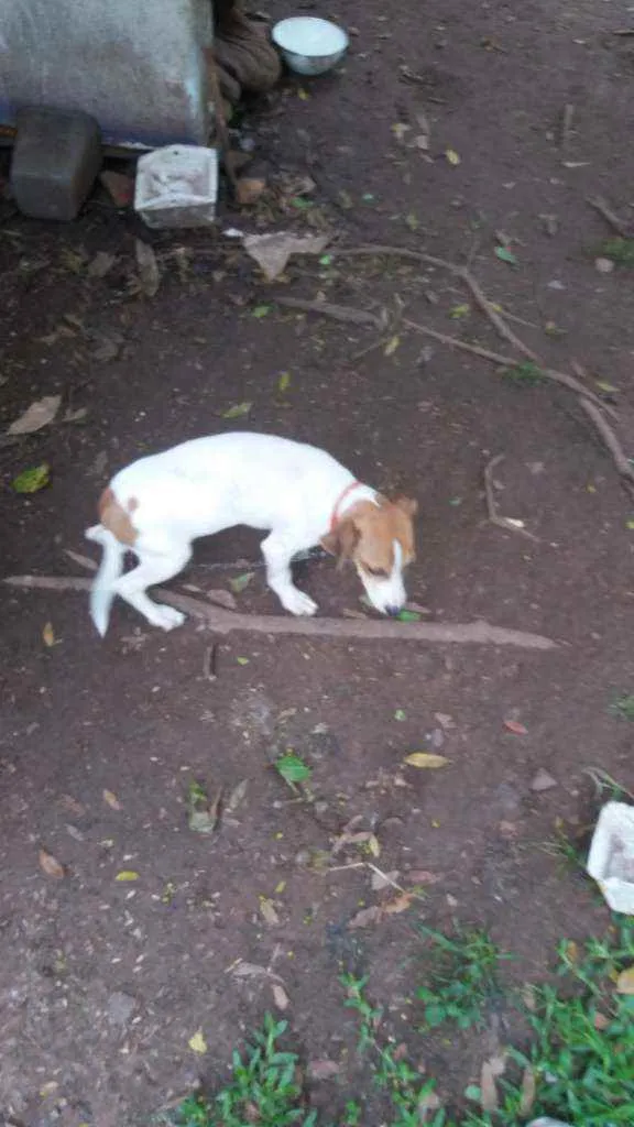 Cachorro ra a Luna Fox com vira lata lebreir idade 2 a 6 meses nome Luna e Duda