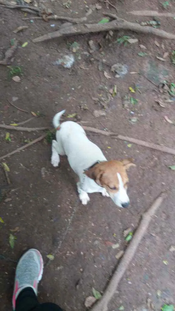 Cachorro ra a Luna Fox com vira lata lebreir idade 2 a 6 meses nome Luna e Duda