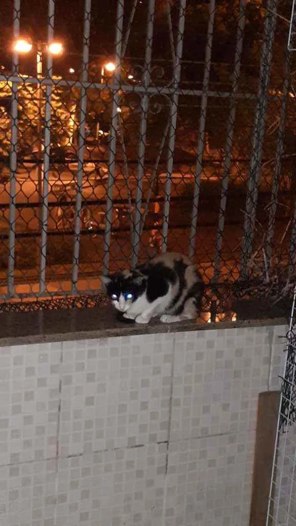 Gato raça Srd idade 1 ano nome Bat