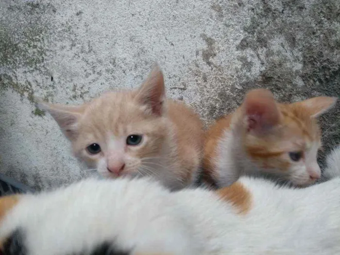 Gato ra a SRD idade 2 a 6 meses nome Sansão e Garfield