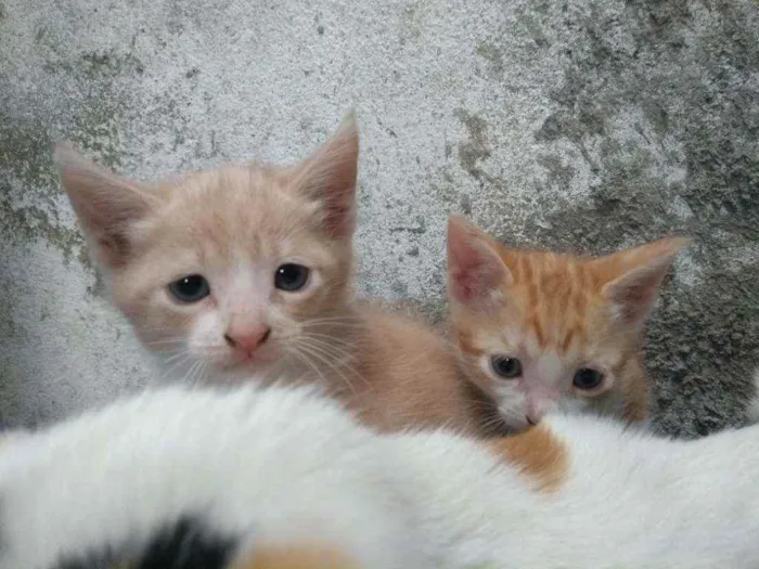 Gato ra a SRD idade 2 a 6 meses nome Sansão e Garfield