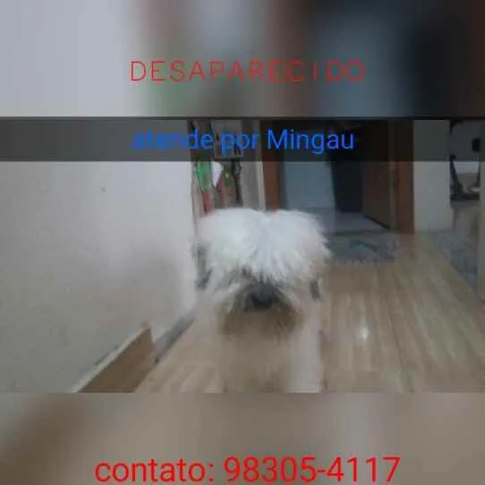 Cachorro raça Poodle idade 5 anos nome Mingau
