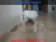 Mingau