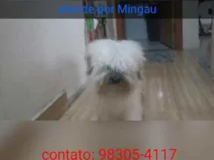 Cachorro raça Poodle idade 5 anos nome Mingau