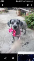 Mel
