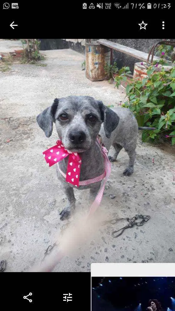 Cachorro ra a Shitzu idade 5 anos nome Mel