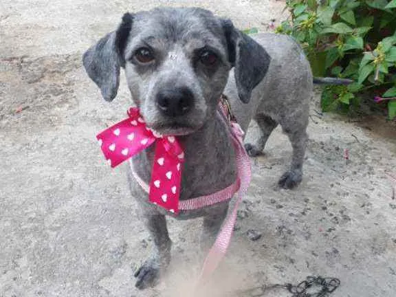 Cachorro ra a Shitzu idade 5 anos nome Mel