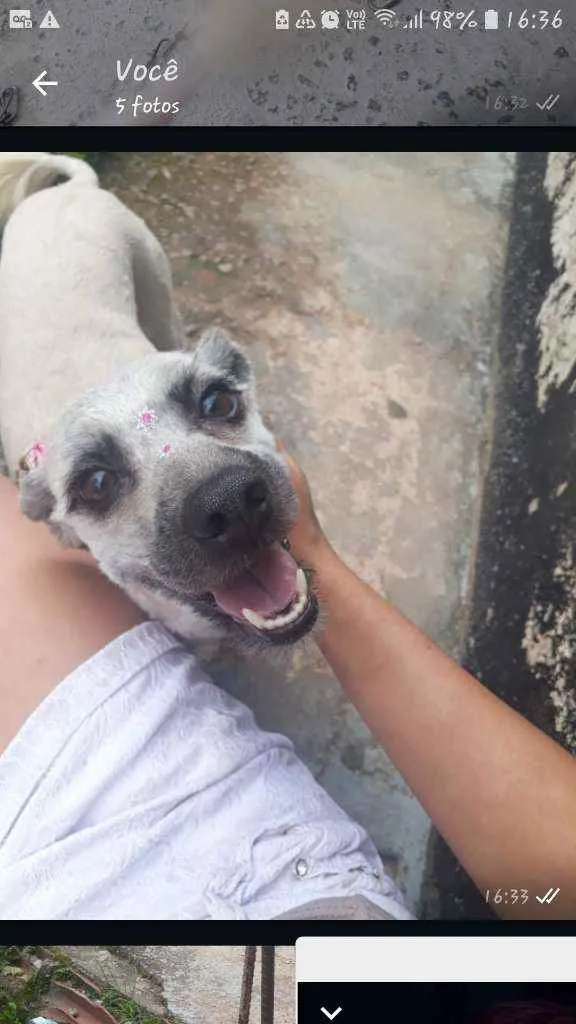 Cachorro ra a Shitzu com poodle idade 3 anos nome Bolinha
