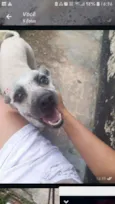 Bolinha