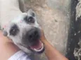 Bolinha