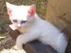 Gato raça SRD-ViraLata idade 2 a 6 meses nome Pérola