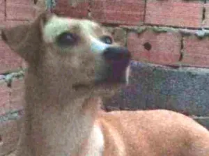 Cachorro raça SRD idade 1 ano nome Meg