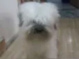 Mingau