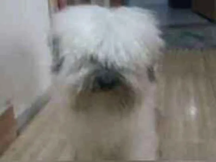 Cachorro raça Poodle idade 5 anos nome Mingau