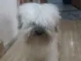 Mingau