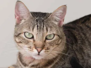 Gato raça SRD idade 6 ou mais anos nome Diedra