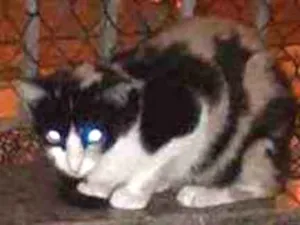 Gato raça Srd idade 1 ano nome Bat