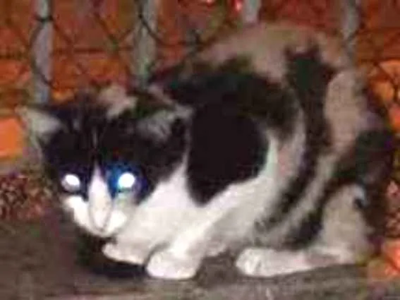 Gato raça Srd idade 1 ano nome Bat