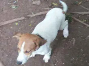 Cachorro raça Luna Fox com vira lata lebreir idade 2 a 6 meses nome Luna e Duda