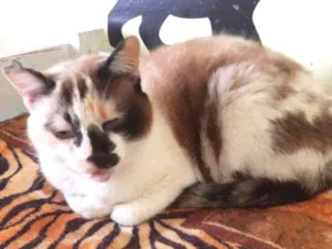 Gato raça SRD idade 1 ano nome Violeta Pera