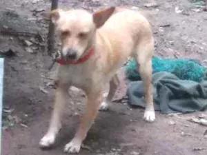 Cachorro raça Luna Fox com vira lata lebreir idade 2 a 6 meses nome Luna e Dda