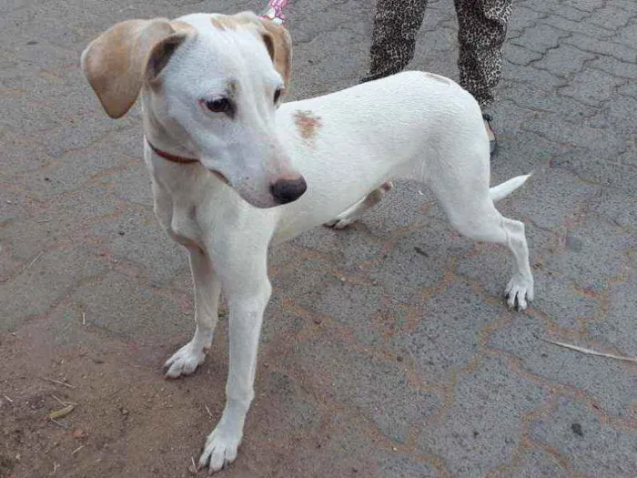 Cachorro ra a Sem raça definida... idade 1 ano nome Cristal