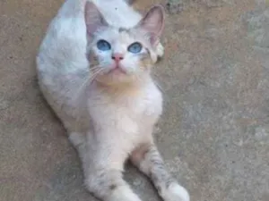 Gato raça SRD-ViraLata idade 7 a 11 meses nome Luna