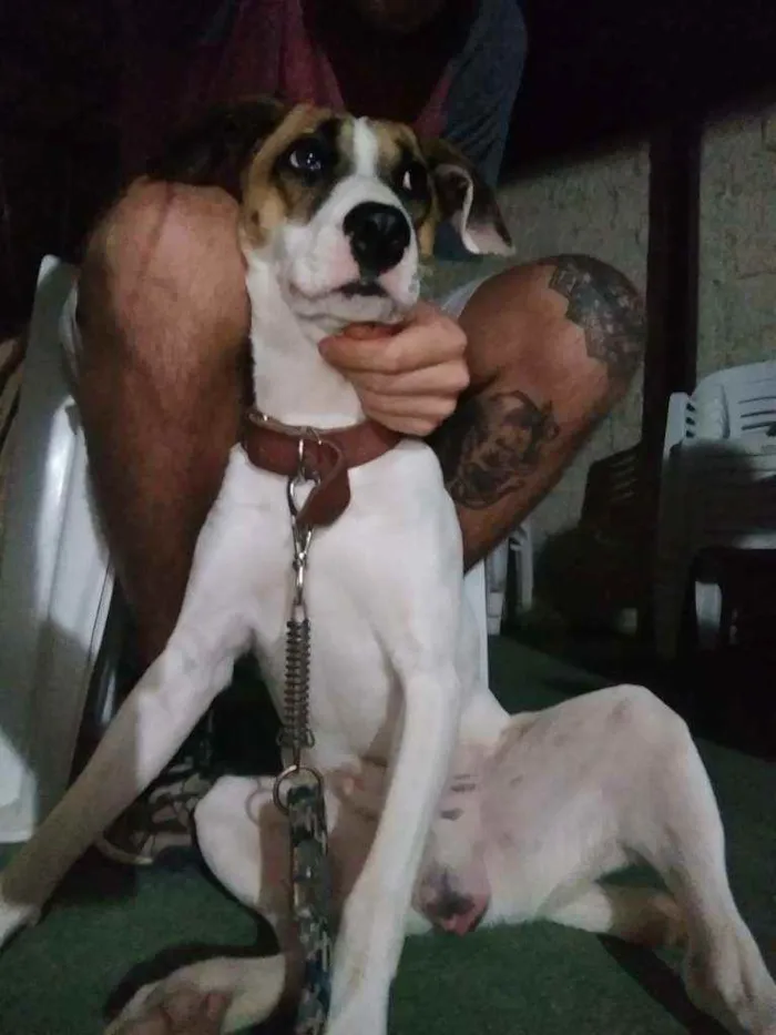 Cachorro ra a Vita lata idade 3 anos nome Dilan